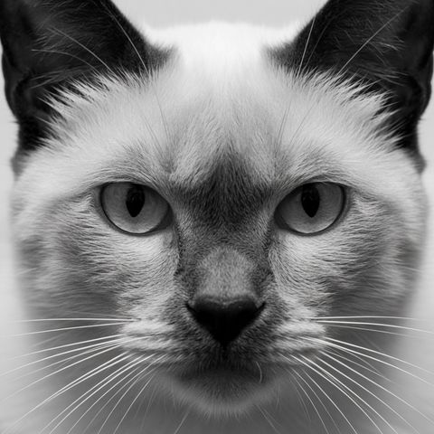 Retrato em preto e branco de um gato siamês olhando para a câmera