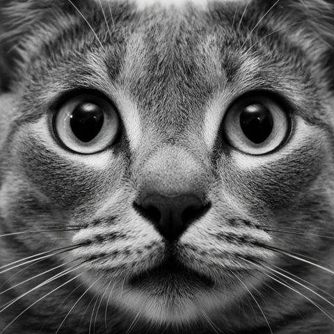 Retrato em preto e branco de um gato cinza