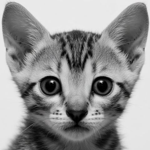 Retrato em preto e branco de um filhote de gato