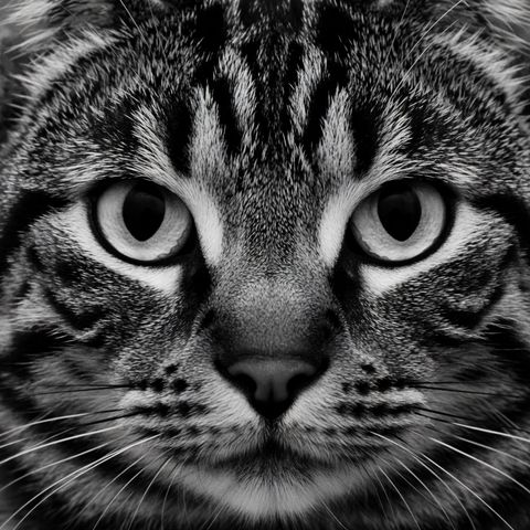 Retrato em preto e branco de um gato malhado