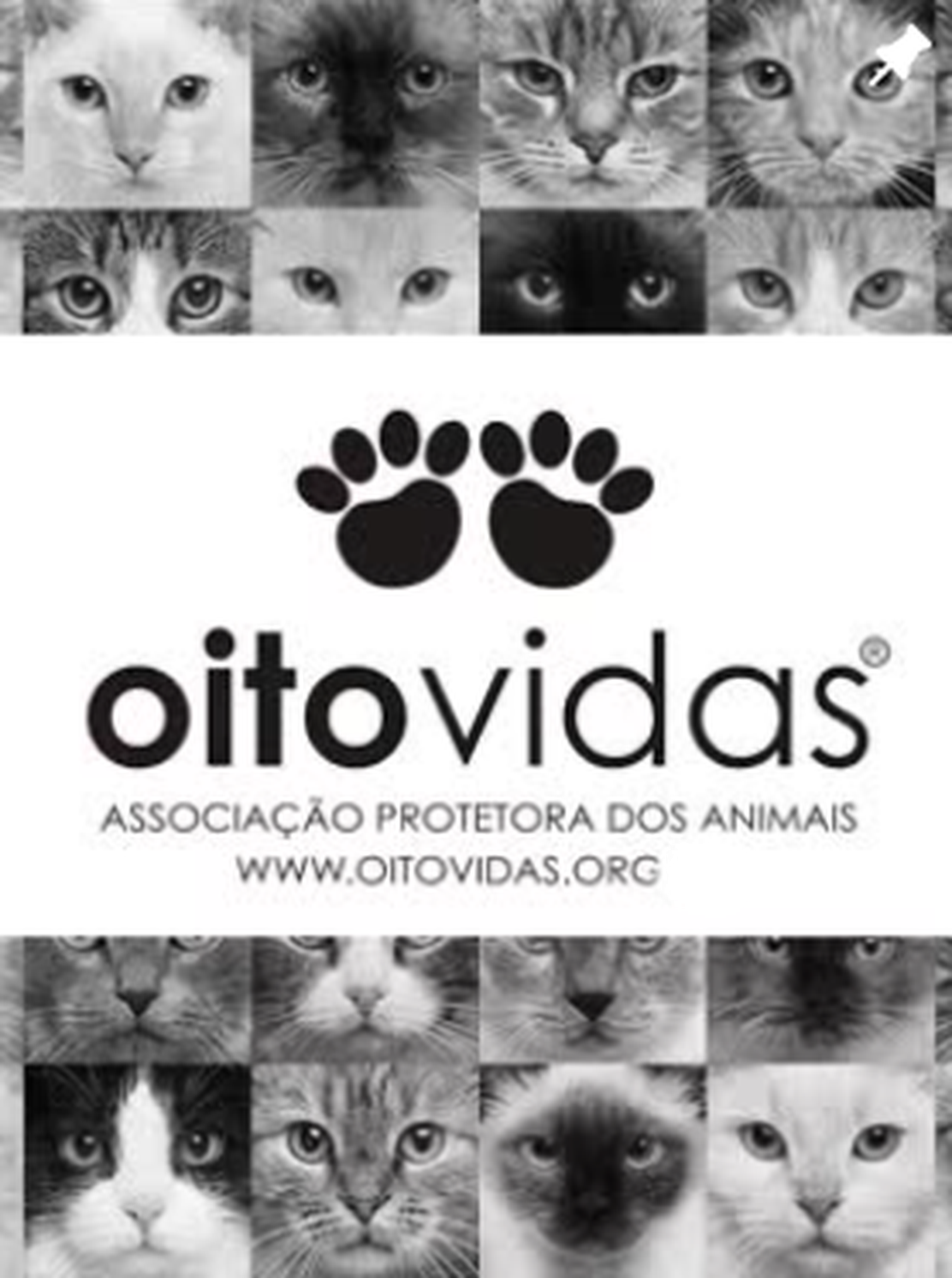 Cartaz original da Oito Vidas: grades de olhares de gatos ao redor da marca com duas patas