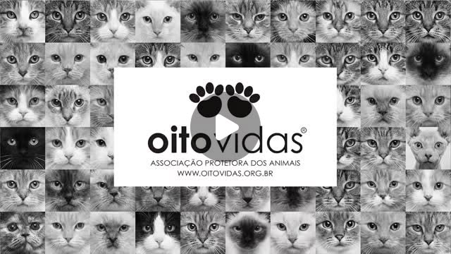 Capa do vídeo Oito Vidas urgente no Instagram: grade de gatos ao redor da marca